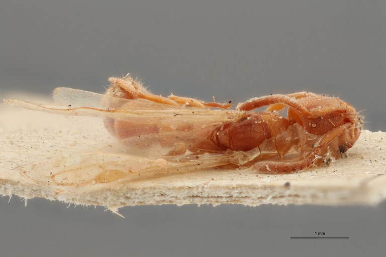 TYPFORM015 Parvaponera darwinii africana Dorsal ZS PMax.jpg