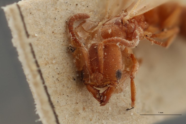 TYPFORM015 Parvaponera darwinii africana Frontal ZS PMax.jpg