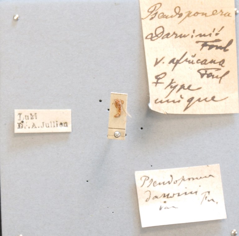 TYPFORM015 Parvaponera darwinii africana Labels.JPG
