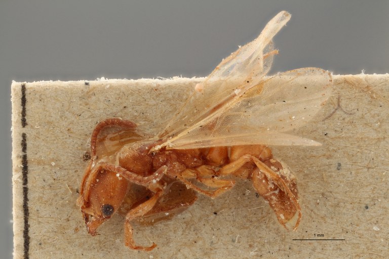 TYPFORM015 Parvaponera darwinii africana Lateral ZS PMax.jpg