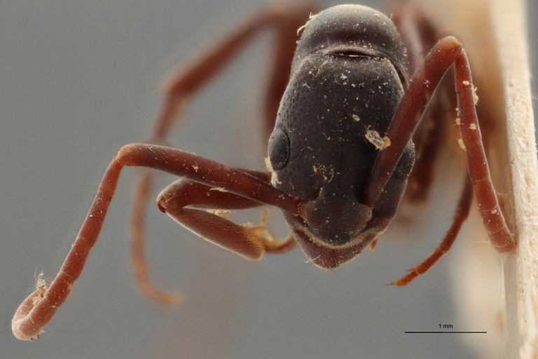 TYPFORM004 Platythyrea bicuspis Frontal ZS PMax.jpg TYPFORM004 Platythyrea bicuspis Frontal ZS PMax.jpg