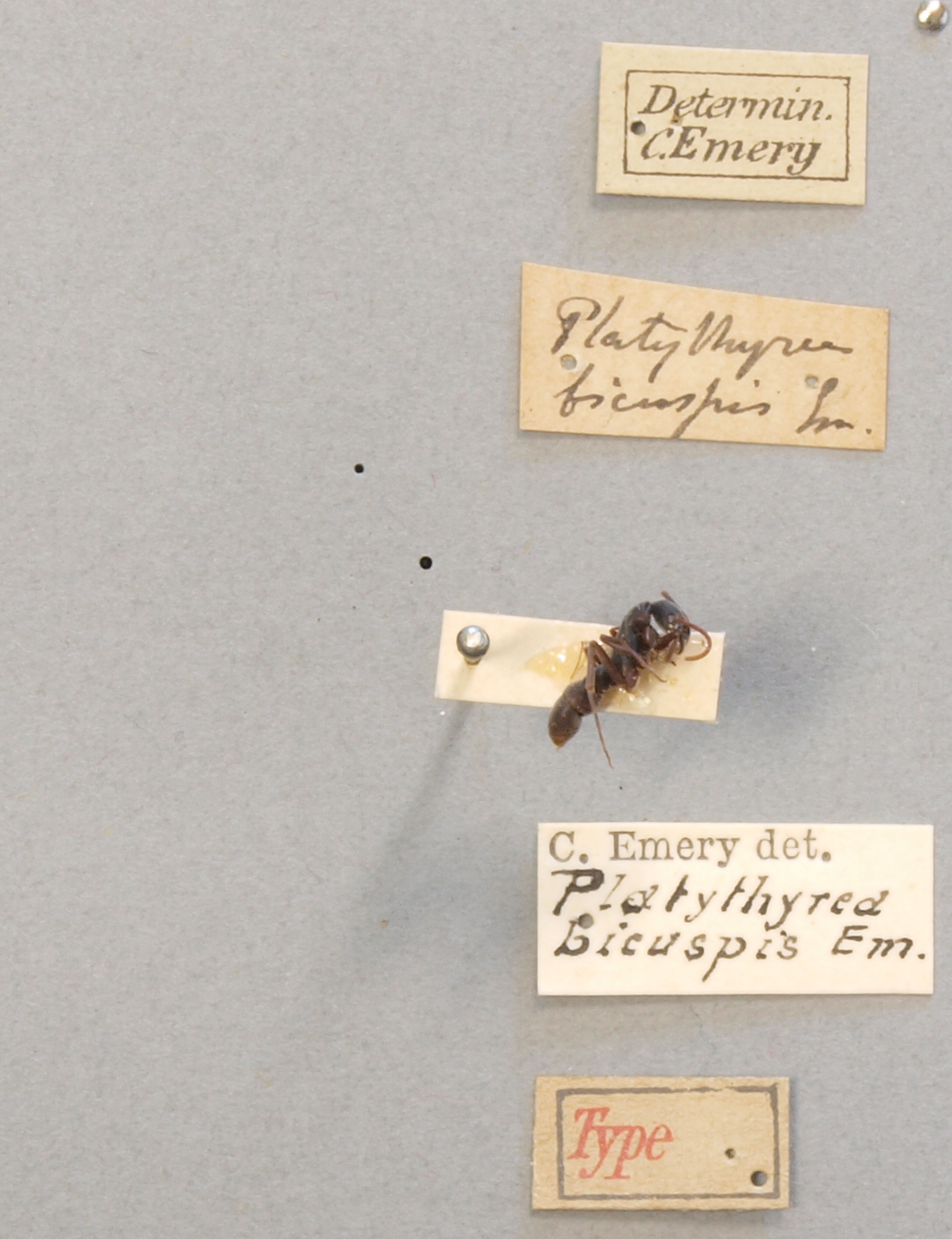 TYPFORM004 Platythyrea bicuspis Labels.JPG