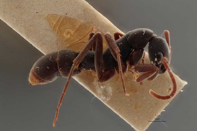 TYPFORM004 Platythyrea bicuspis Lateral ZS PMax.jpg TYPFORM004 Platythyrea bicuspis Lateral ZS PMax.jpg