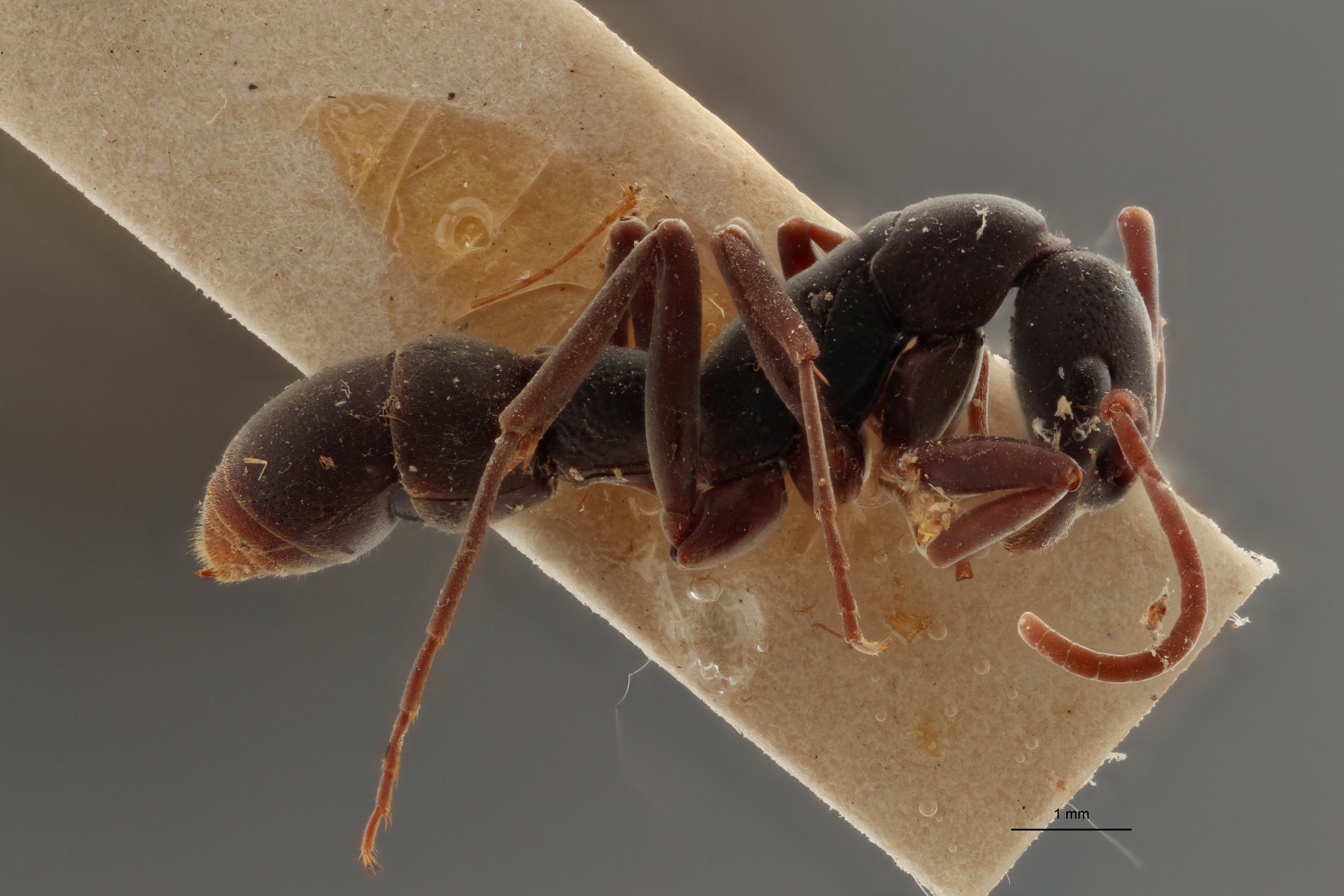 TYPFORM004 Platythyrea bicuspis Lateral ZS PMax.jpg