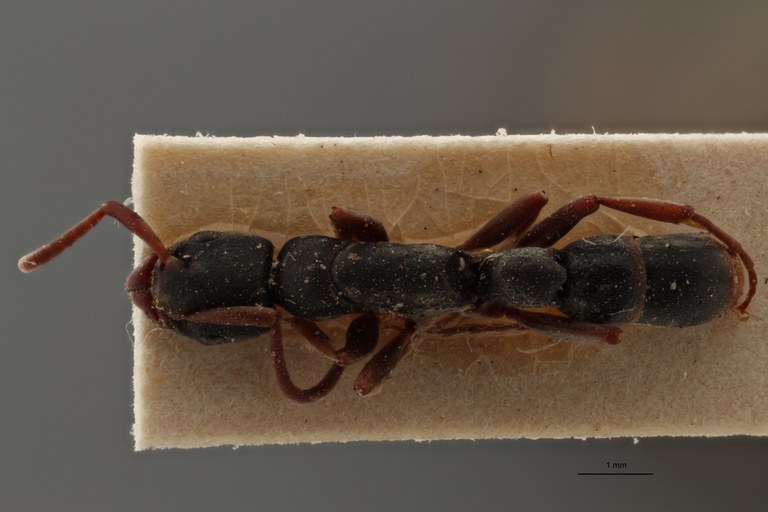TYPFORM003 Platythyrea mocquerysi Dorsal ZS PMax.jpg