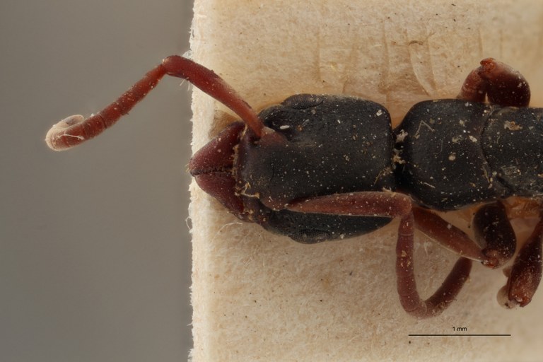 TYPFORM003 Platythyrea mocquerysi Frontal ZS PMax.jpg
