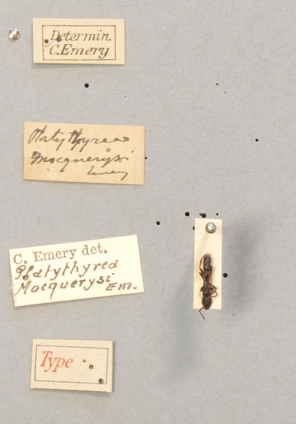 TYPFORM003 Platythyrea mocquerysi Labels.JPG
