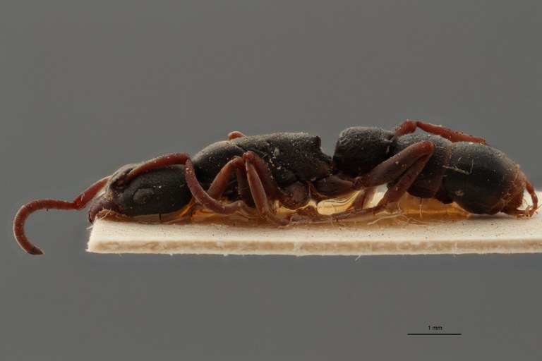 TYPFORM003 Platythyrea mocquerysi Lateral ZS PMax.jpg