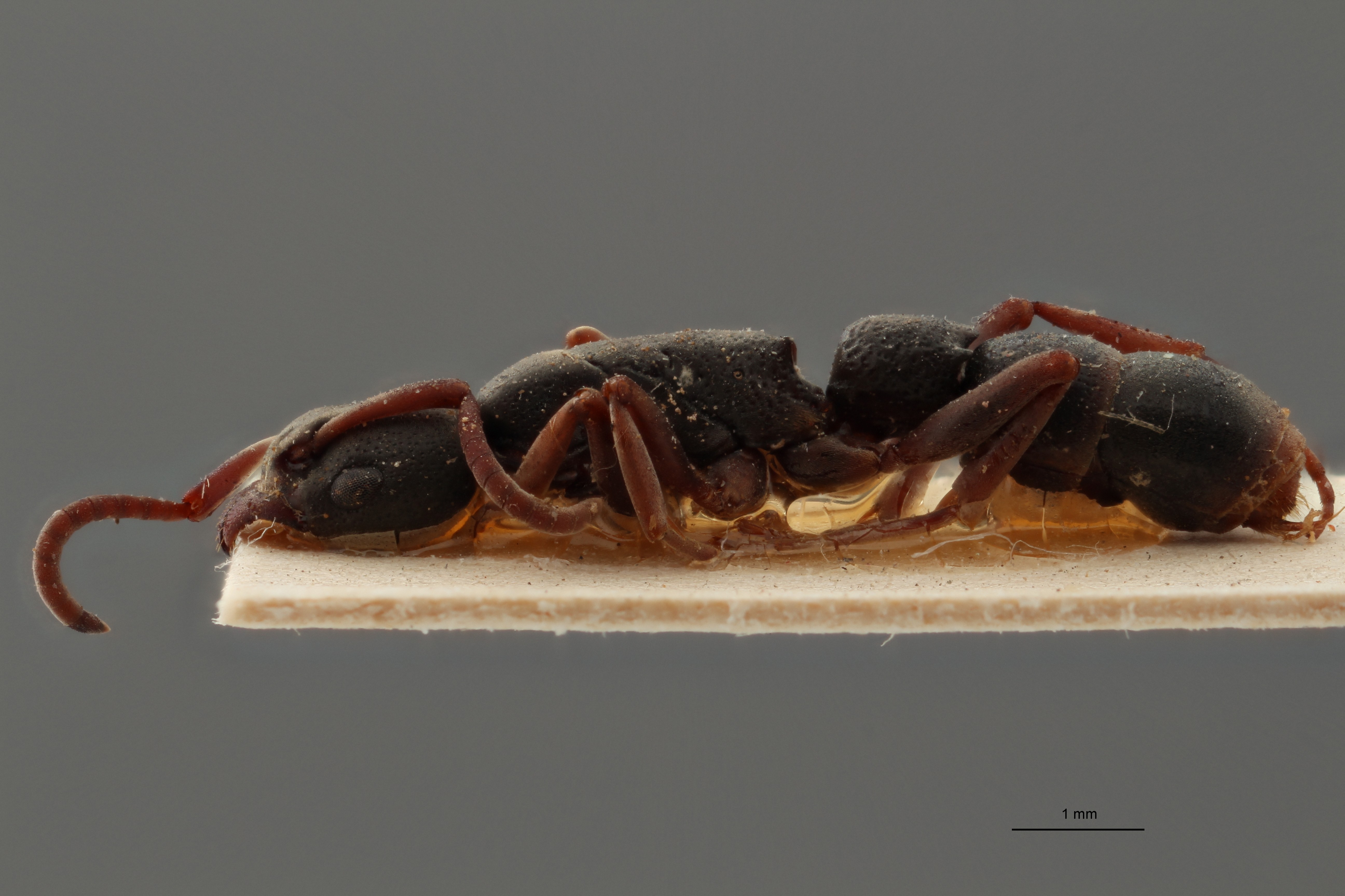 TYPFORM003 Platythyrea mocquerysi Lateral ZS PMax.jpg