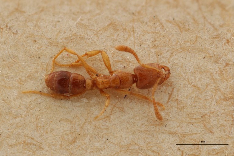 B040 Ponera massiliensis Dorsal ZS PMax.jpg