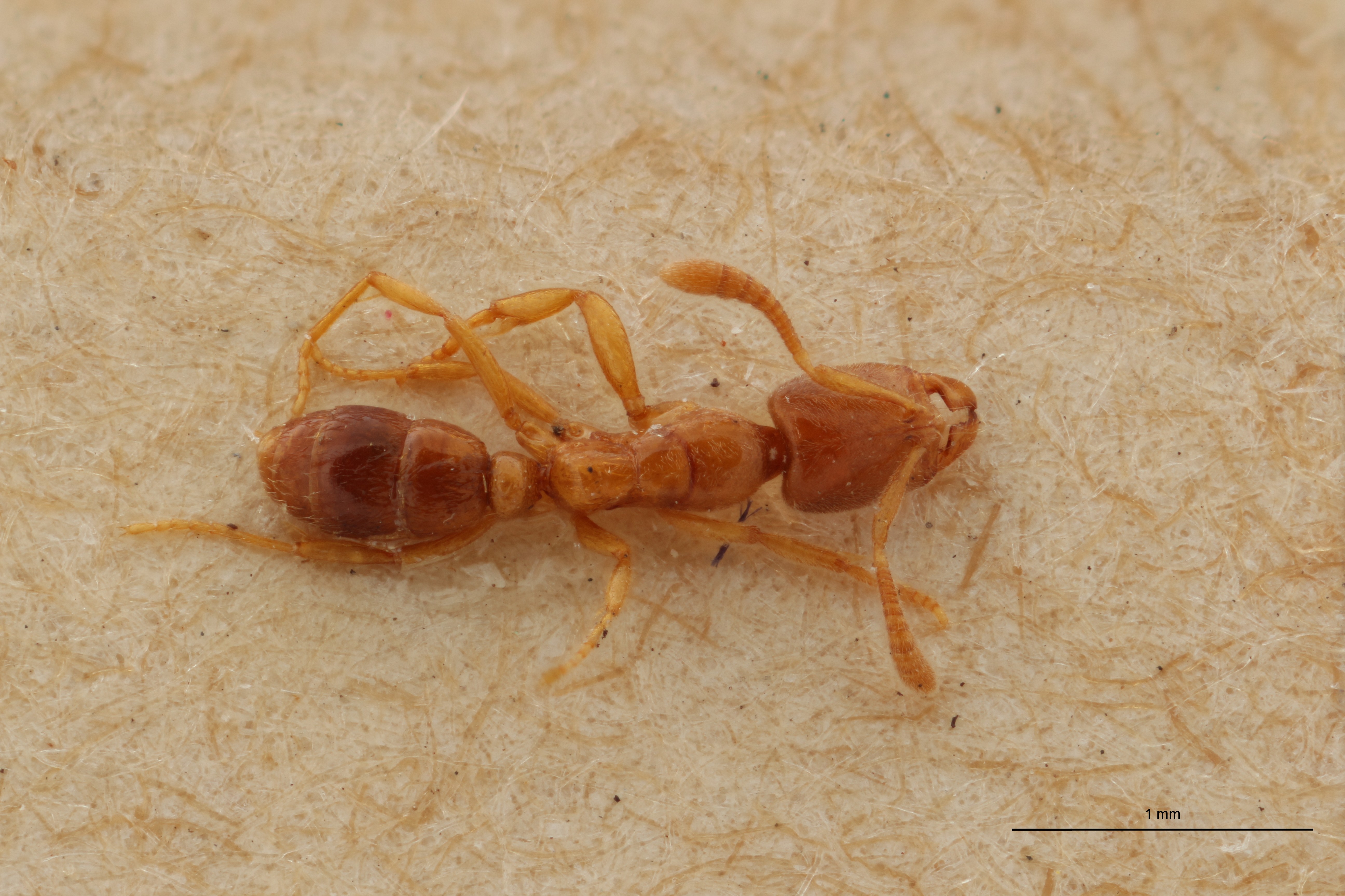 B040 Ponera massiliensis Dorsal ZS PMax.jpg