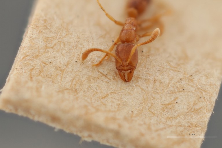 B040 Ponera massiliensis Frontal ZS PMax.jpg
