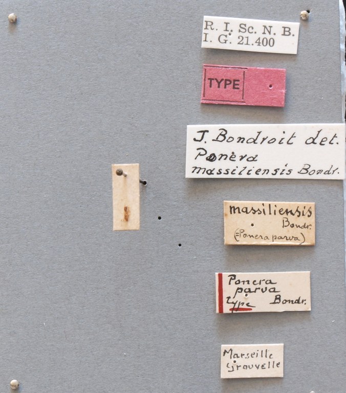 B040 Ponera massiliensis Labels.JPG B040 Ponera massiliensis Labels.JPG