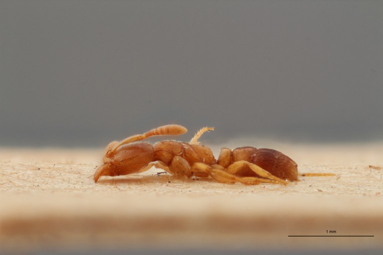 B040 Ponera massiliensis Lateral ZS PMax.jpg