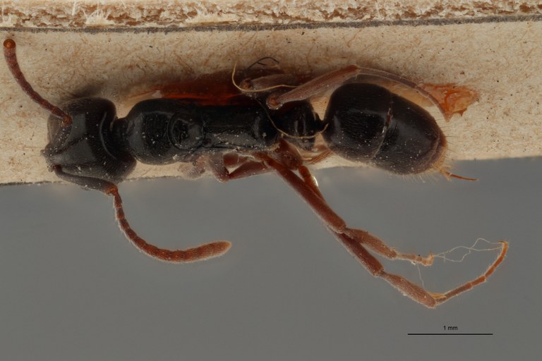 TYPFORM008 Brachyponera nigrita Dorsal ZS PMax.jpg