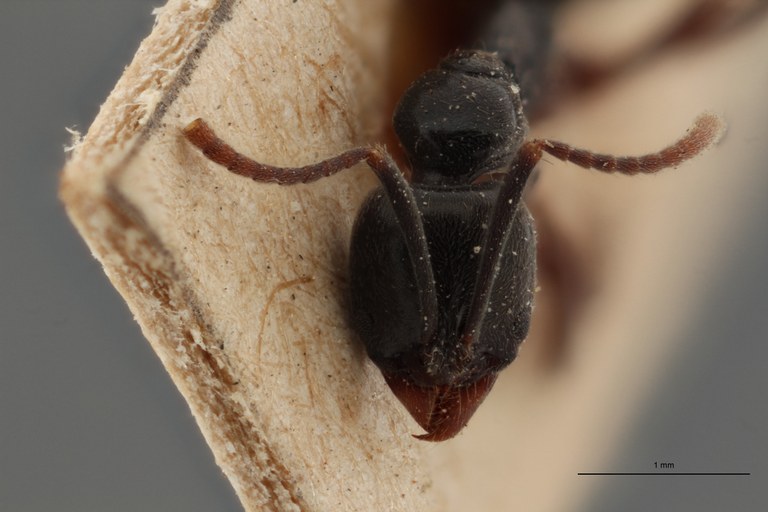 TYPFORM008 Brachyponera nigrita Frontal ZS PMax.jpg