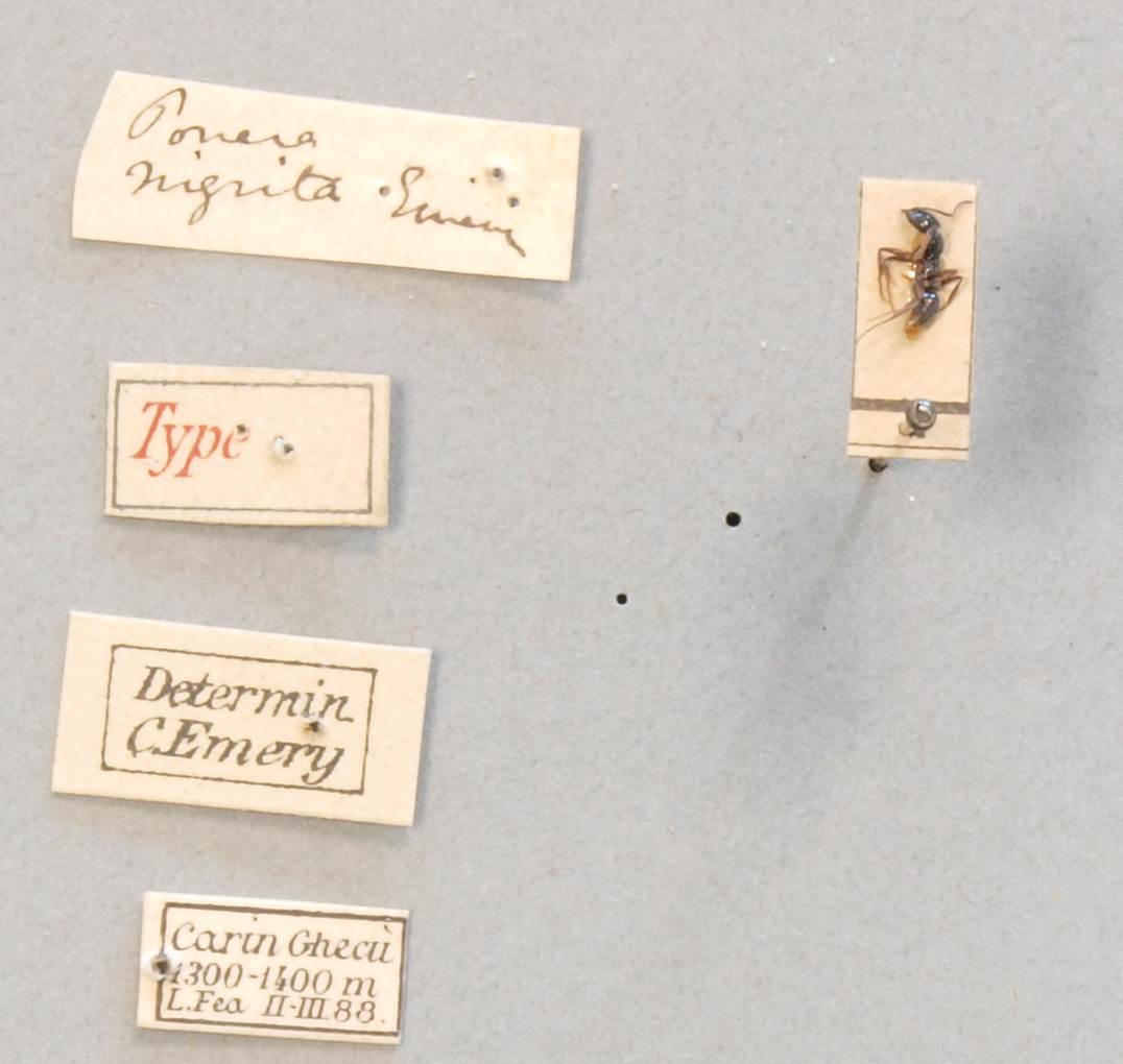 TYPFORM008 Brachyponera nigrita Labels.JPG