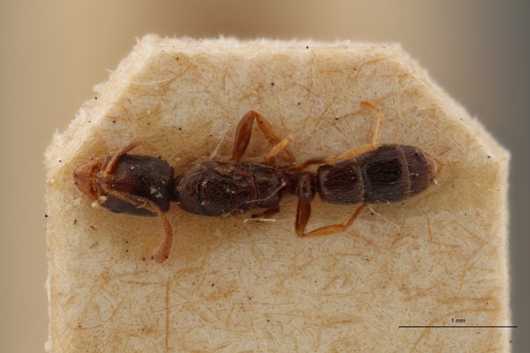 B041 Ponera nilotica Dorsal ZS PMax.jpg B041 Ponera nilotica Dorsal ZS PMax.jpg