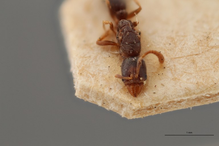 B041 Ponera nilotica Frontal ZS PMax.jpg B041 Ponera nilotica Frontal ZS PMax.jpg