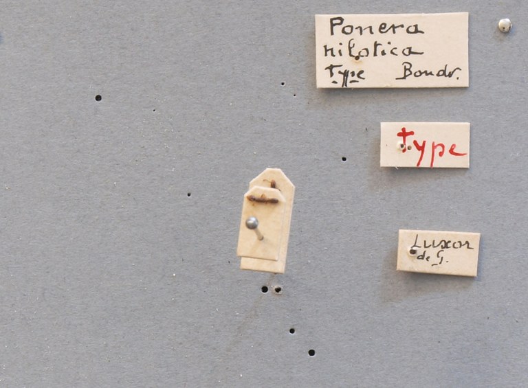 B041 Ponera nilotica Labels.JPG B041 Ponera nilotica Labels.JPG