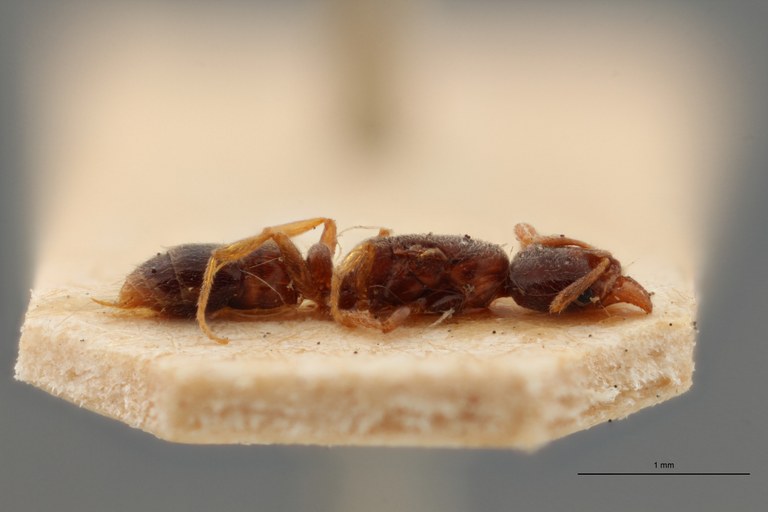 B041 Ponera nilotica Lateral ZS PMax.jpg B041 Ponera nilotica Lateral ZS PMax.jpg