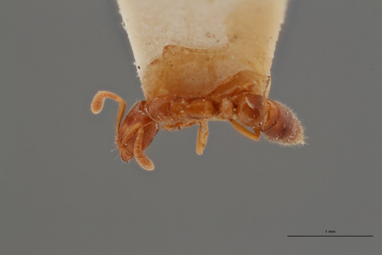 B042 Ponera ragusai var. santschii Dorsal ZS PMax.jpg B042 Ponera ragusai var. santschii Dorsal ZS PMax.jpg