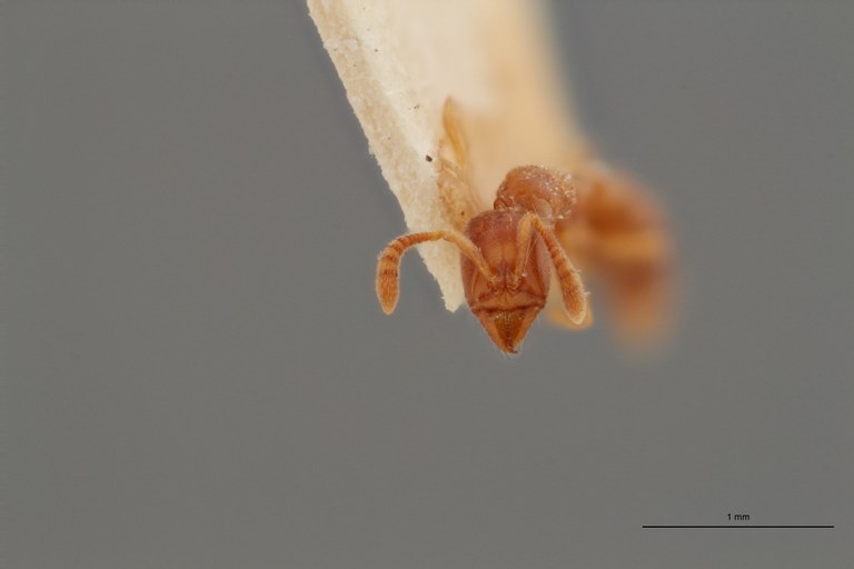 B042 Ponera ragusai var. santschii Frontal ZS PMax.jpg B042 Ponera ragusai var. santschii Frontal ZS PMax.jpg