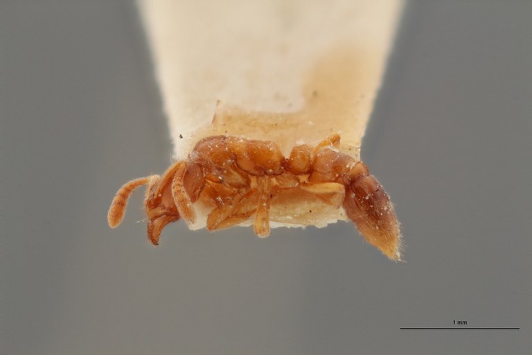 B042 Ponera ragusai var. santschii Lateral ZS PMax.jpg B042 Ponera ragusai var. santschii Lateral ZS PMax.jpg