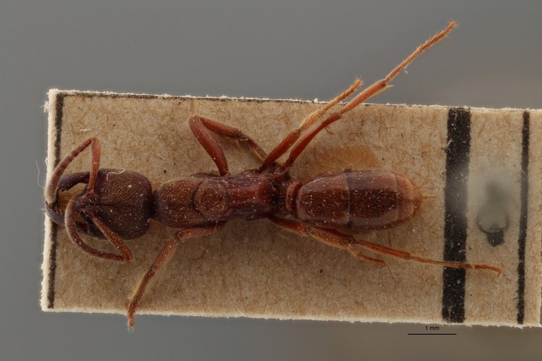 TYPFORM009 Buniapone amblyops Dorsal ZS PMax.jpg TYPFORM009 Buniapone amblyops Dorsal ZS PMax.jpg