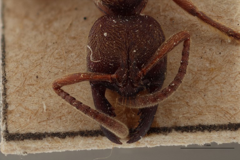 TYPFORM009 Buniapone amblyops Frontal ZS PMax.jpg TYPFORM009 Buniapone amblyops Frontal ZS PMax.jpg
