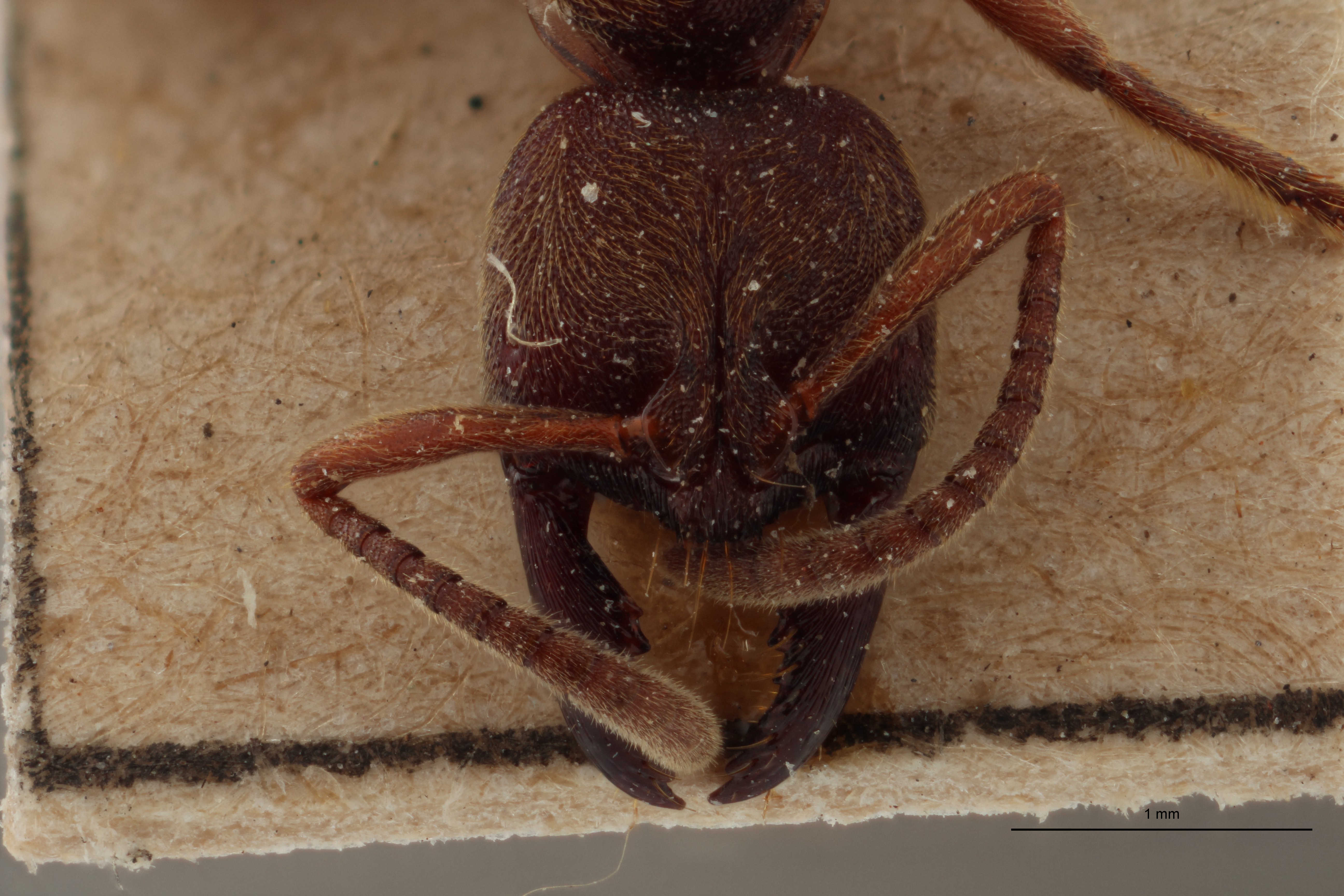 TYPFORM009 Buniapone amblyops Frontal ZS PMax.jpg