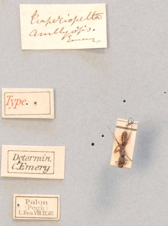 TYPFORM009 Buniapone amblyops Labels.JPG TYPFORM009 Buniapone amblyops Labels.JPG