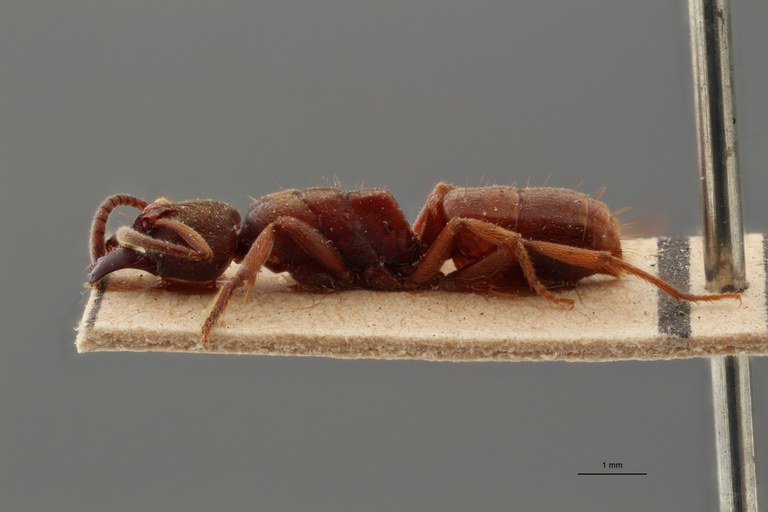 TYPFORM009 Buniapone amblyops Lateral ZS PMax.jpg TYPFORM009 Buniapone amblyops Lateral ZS PMax.jpg