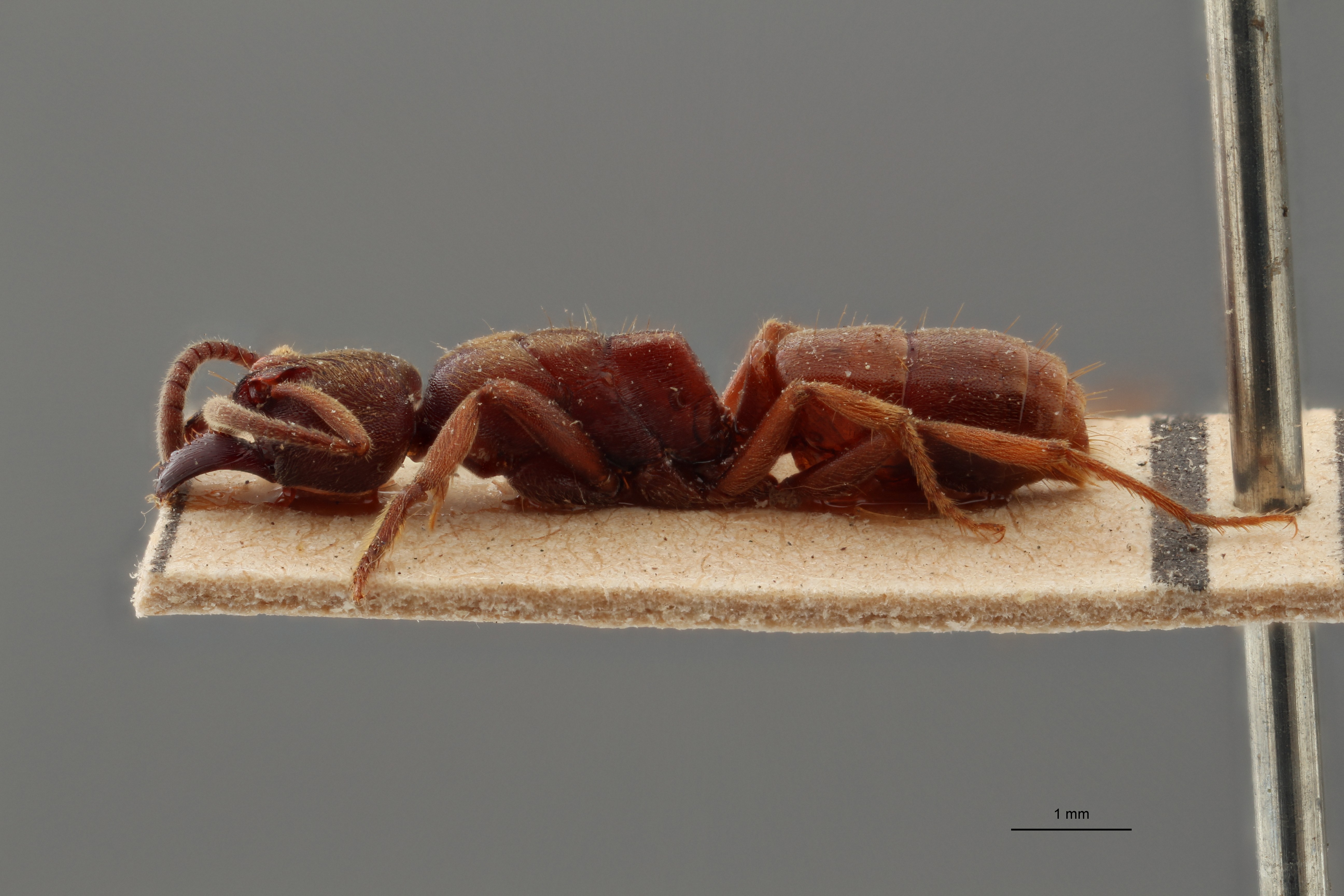 TYPFORM009 Buniapone amblyops Lateral ZS PMax.jpg