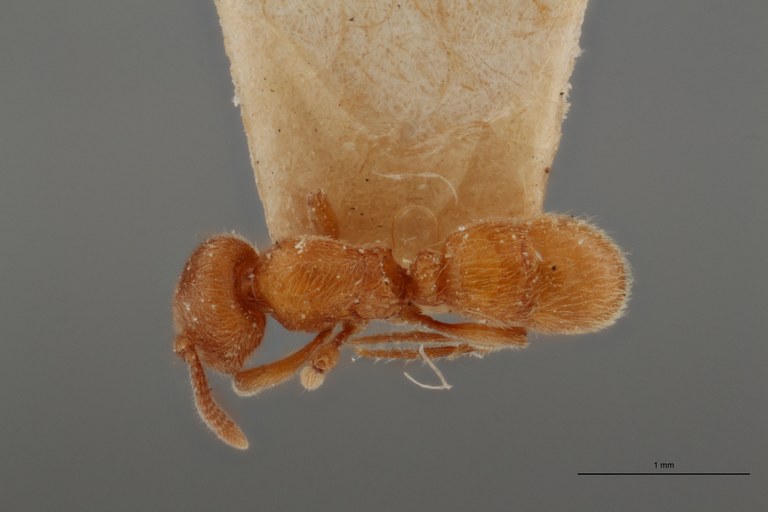 B039 Proceratium numidicum Dorsal ZS PMax.jpg B039 Proceratium numidicum Dorsal ZS PMax.jpg
