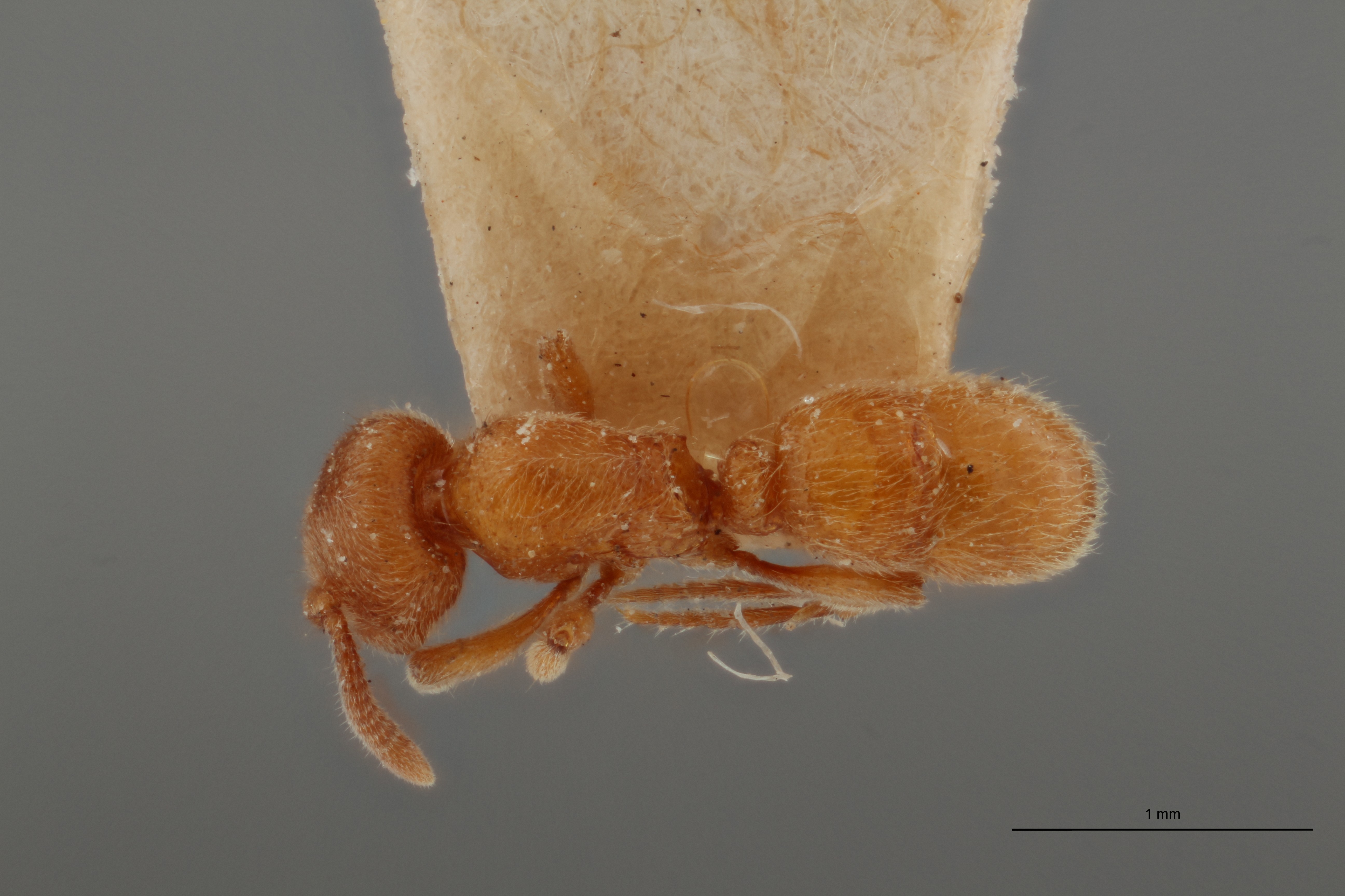 B039 Proceratium numidicum Dorsal ZS PMax.jpg