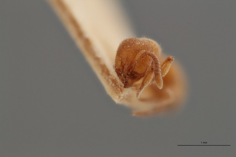 B039 Proceratium numidicum Frontal ZS PMax.jpg B039 Proceratium numidicum Frontal ZS PMax.jpg