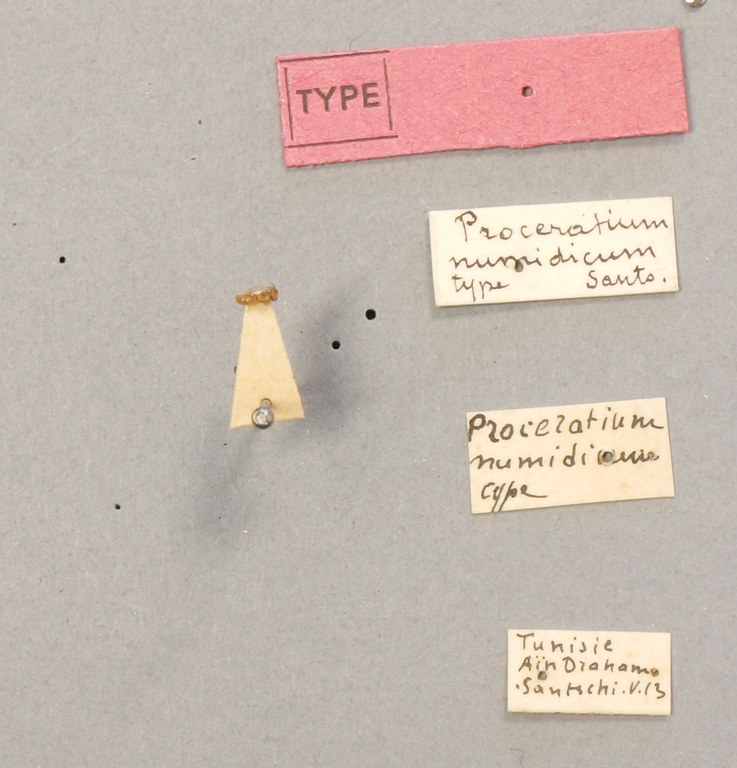 B039 Proceratium numidicum Labels.JPG B039 Proceratium numidicum Labels.JPG