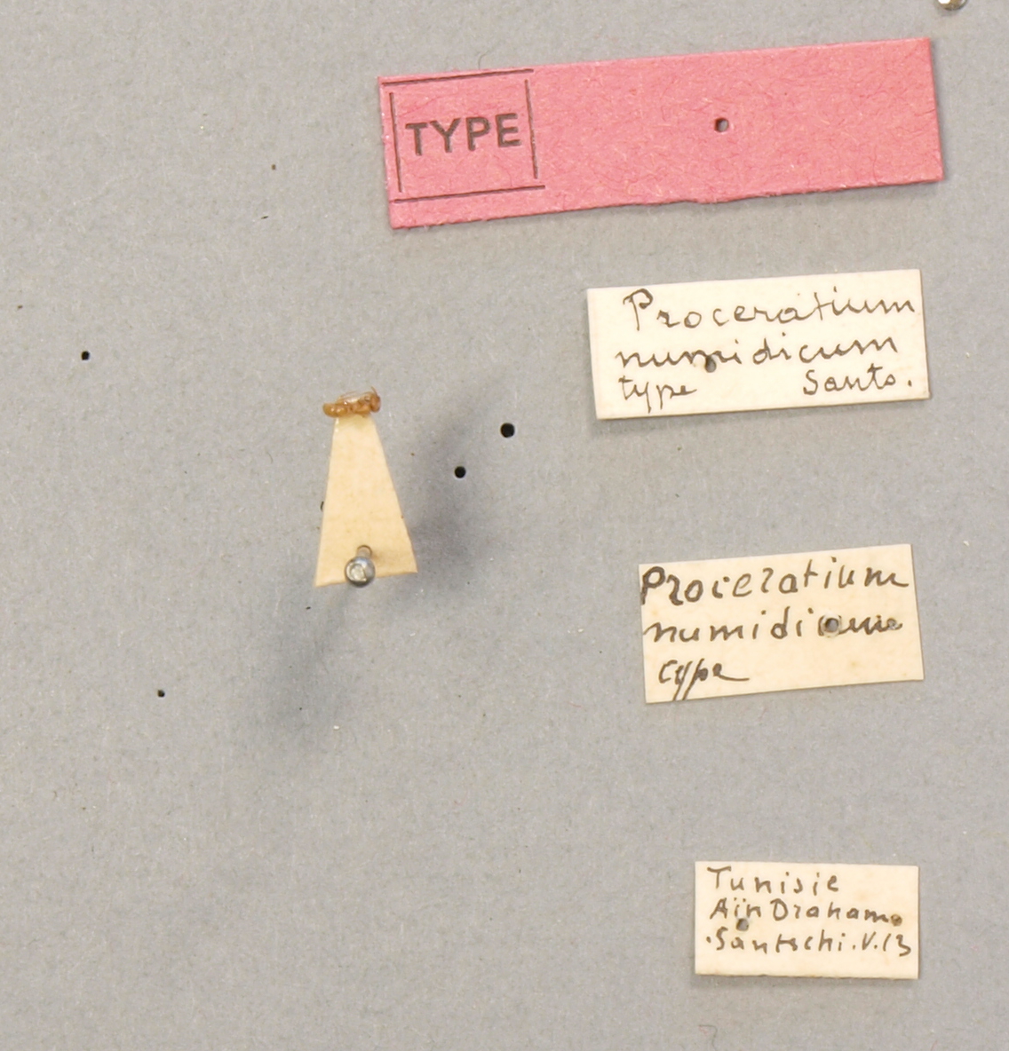 B039 Proceratium numidicum Labels.JPG