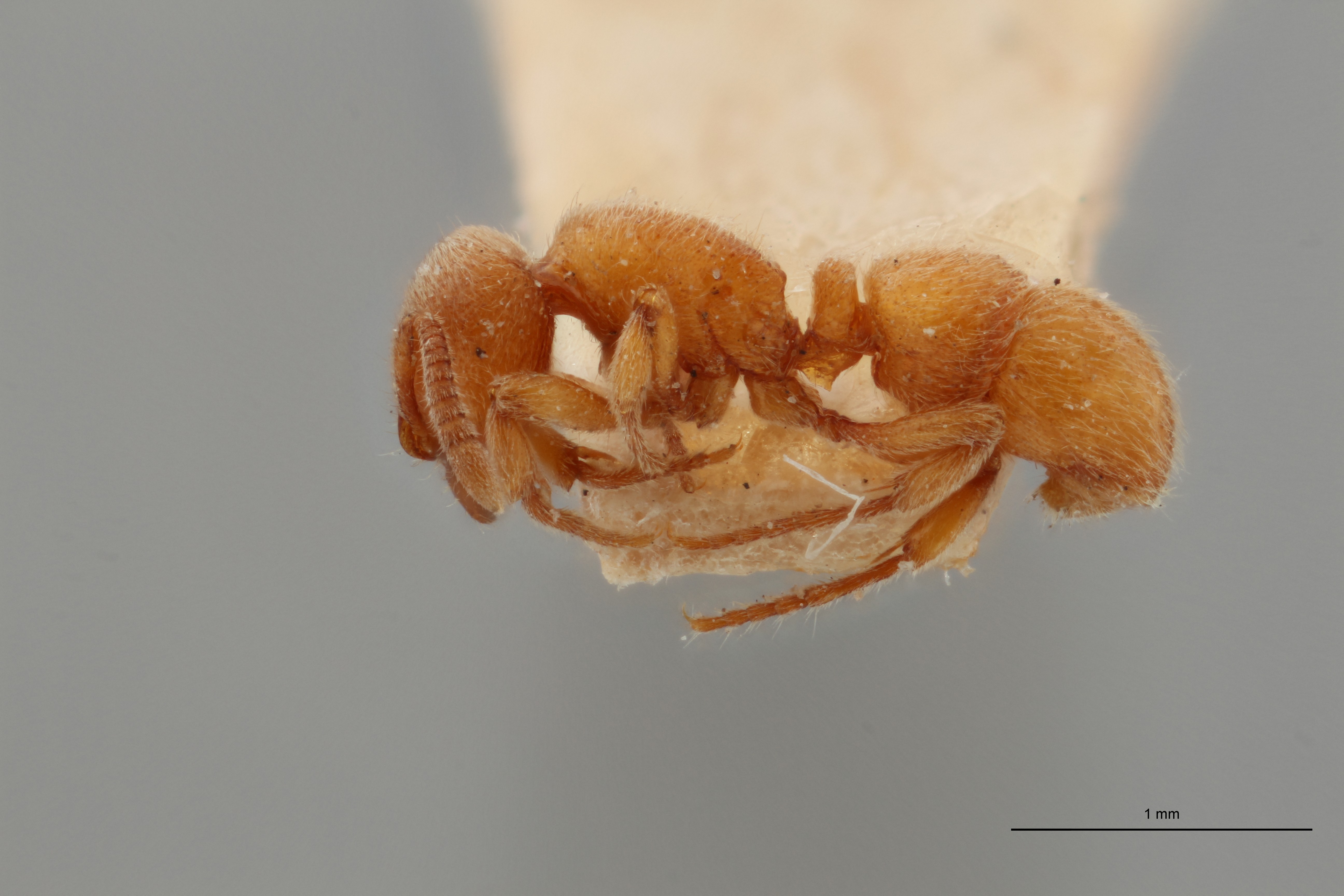 B039 Proceratium numidicum Lateral ZS PMax.jpg