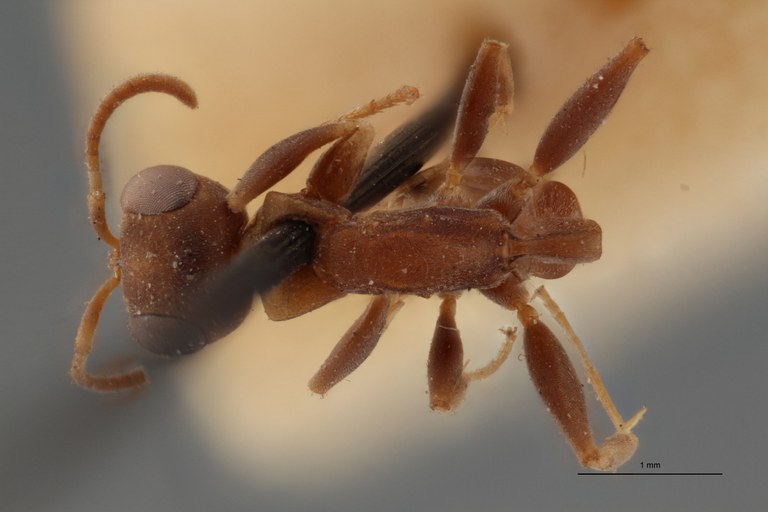 TYPFORM026 Pseudomyrmex excavata Dorsal ZS PMax.jpg