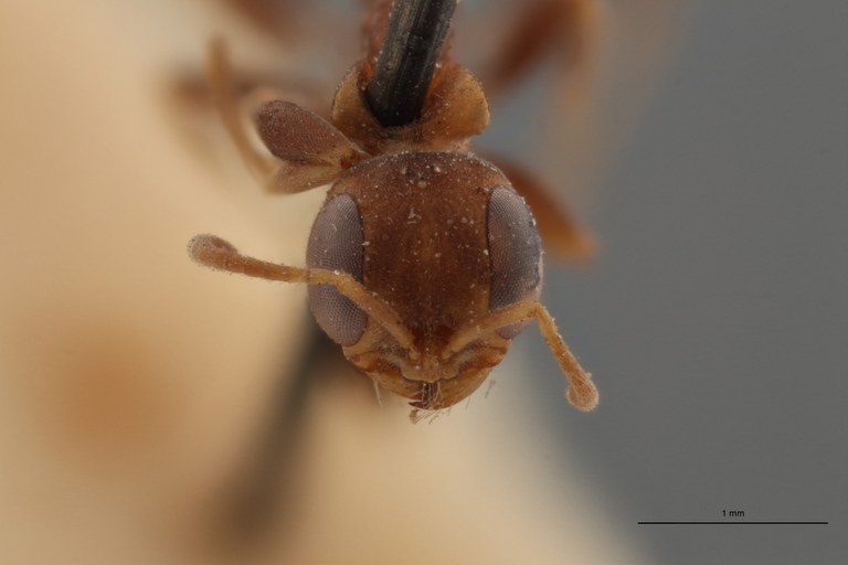 TYPFORM026 Pseudomyrmex excavata Frontal ZS PMax.jpg