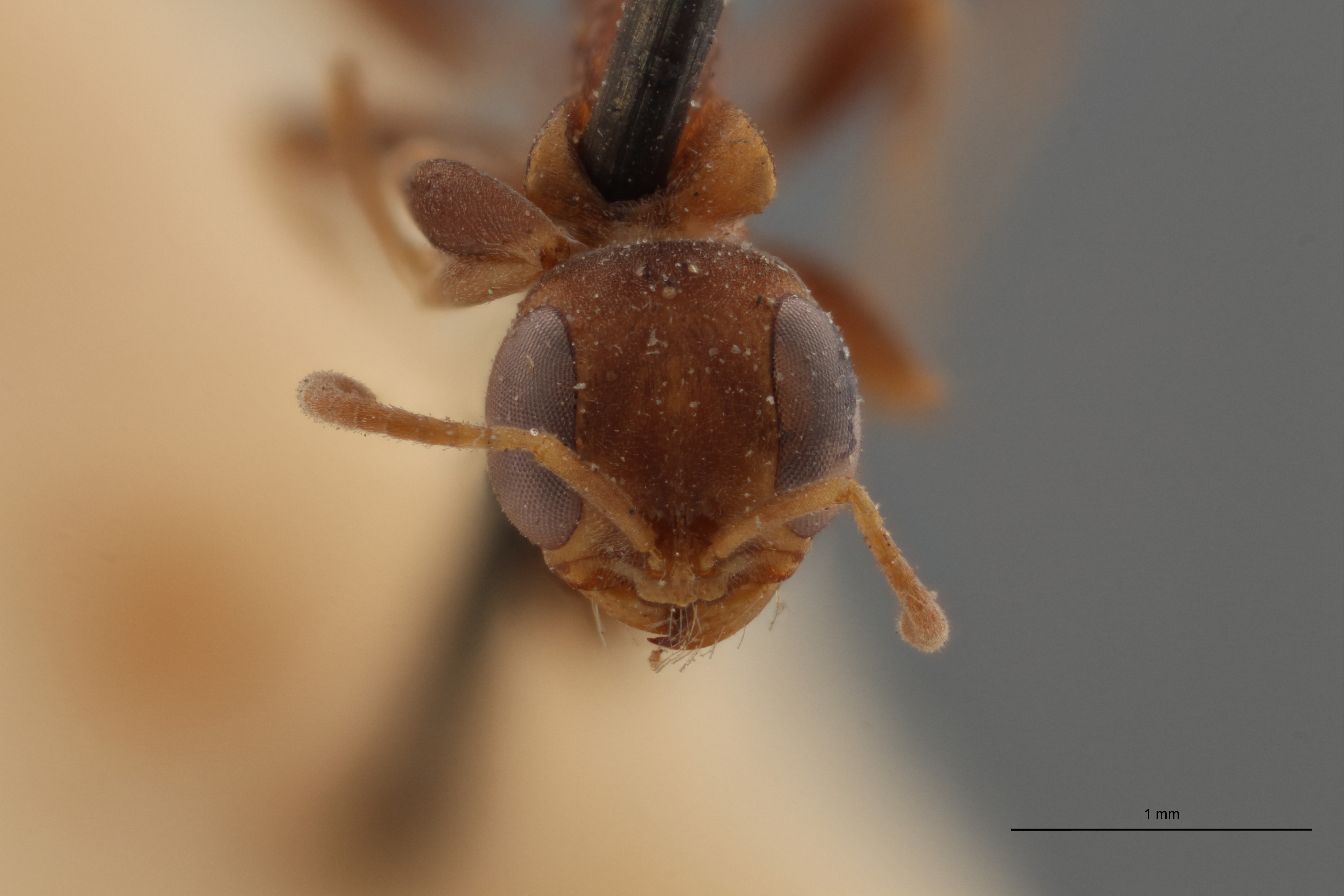 TYPFORM026 Pseudomyrmex excavata Frontal ZS PMax.jpg