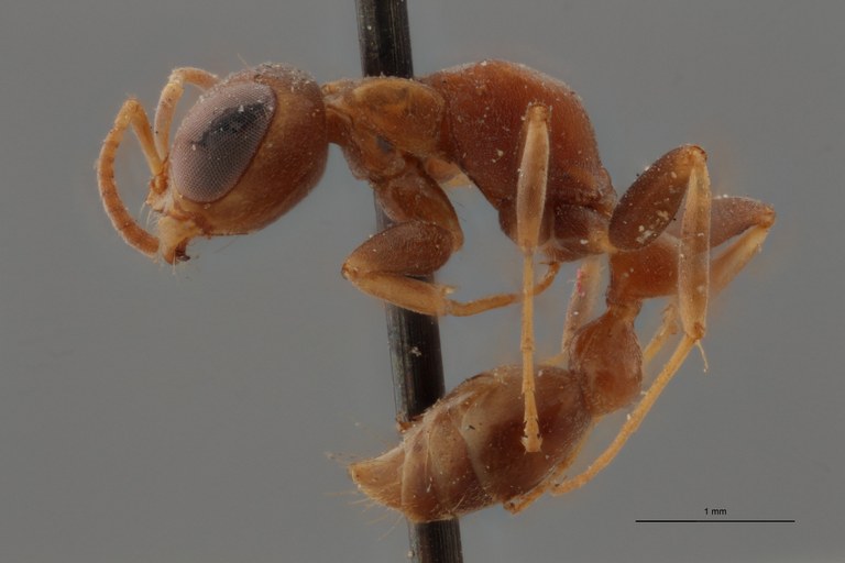 TYPFORM026 Pseudomyrmex excavata Lateral ZS PMax.jpg
