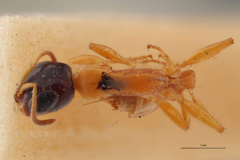 TYPFORM025 Pseudomyrmex salvini Dorsal ZS PMax.jpg