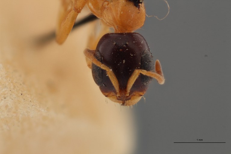 TYPFORM025 Pseudomyrmex salvini Frontal ZS PMax.jpg