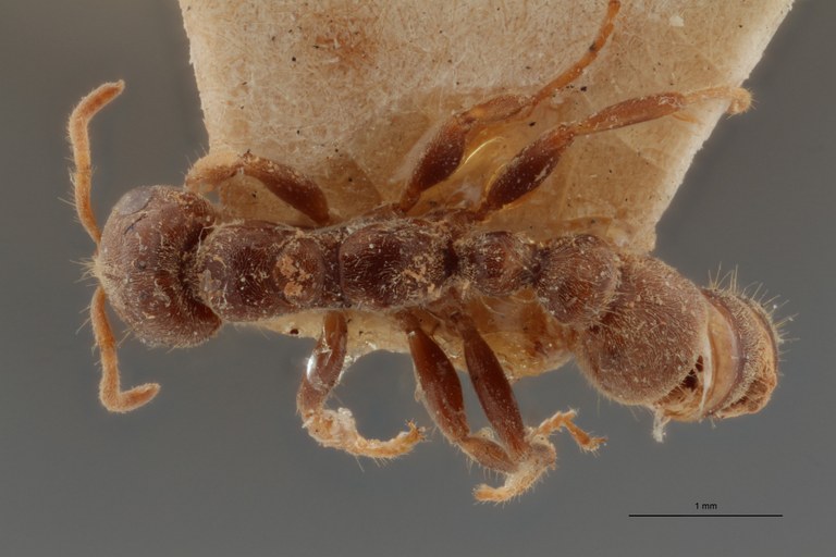 TYPFORM027 Pseudomyrmex triplaridis Dorsal ZS PMax.jpg