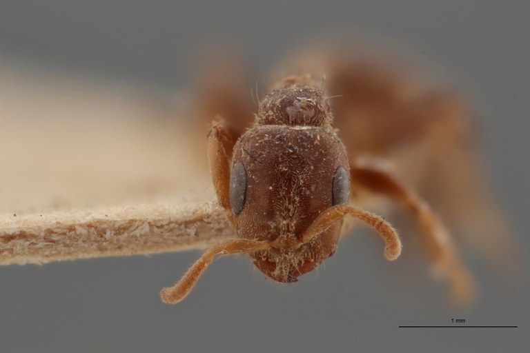TYPFORM027 Pseudomyrmex triplaridis Frontal ZS PMax.jpg