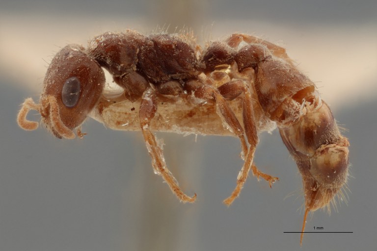TYPFORM027 Pseudomyrmex triplaridis Lateral ZS PMax.jpg