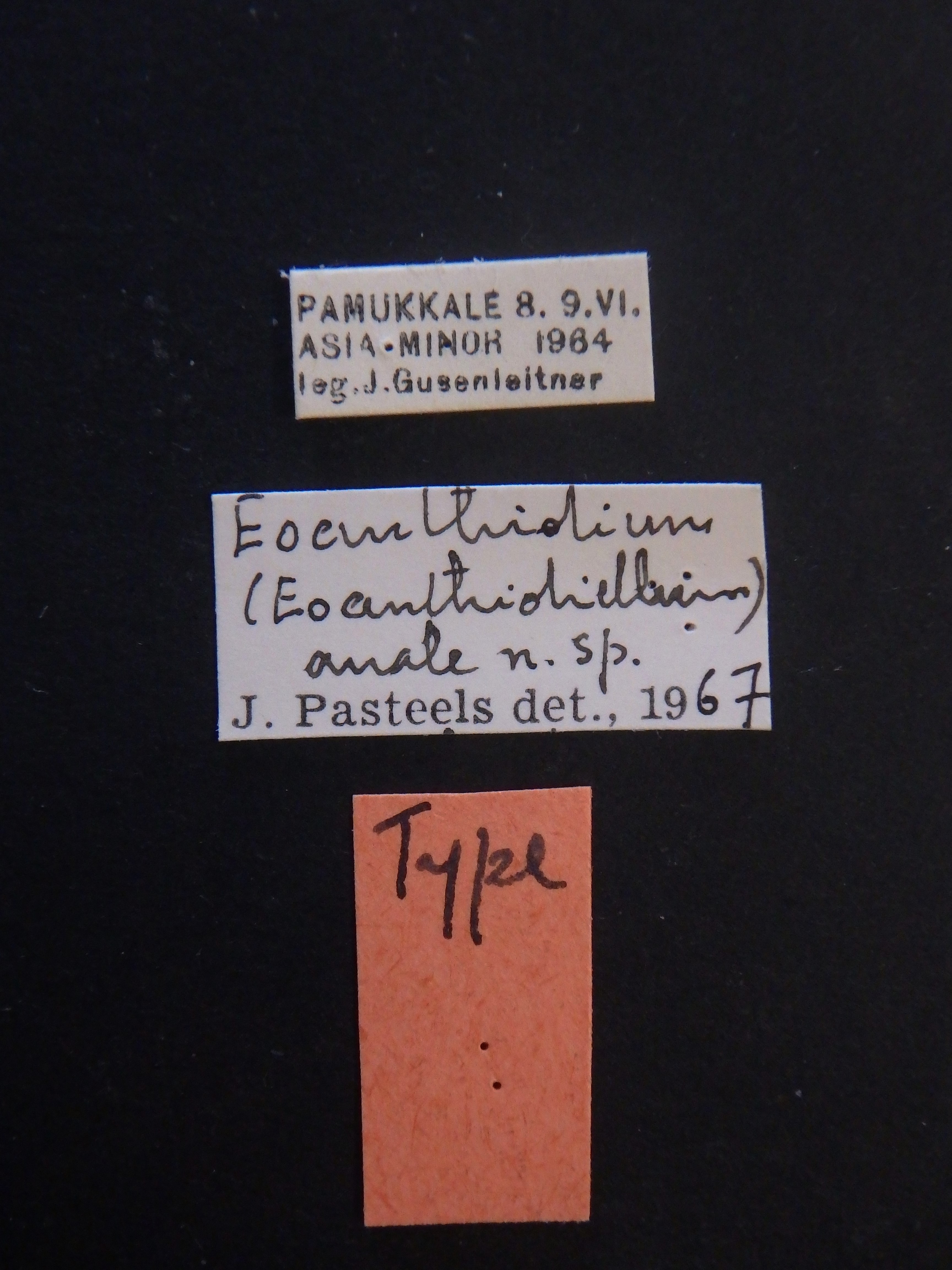 Eoanthidium (Eoanthidiellum) anale t Labels.JPG